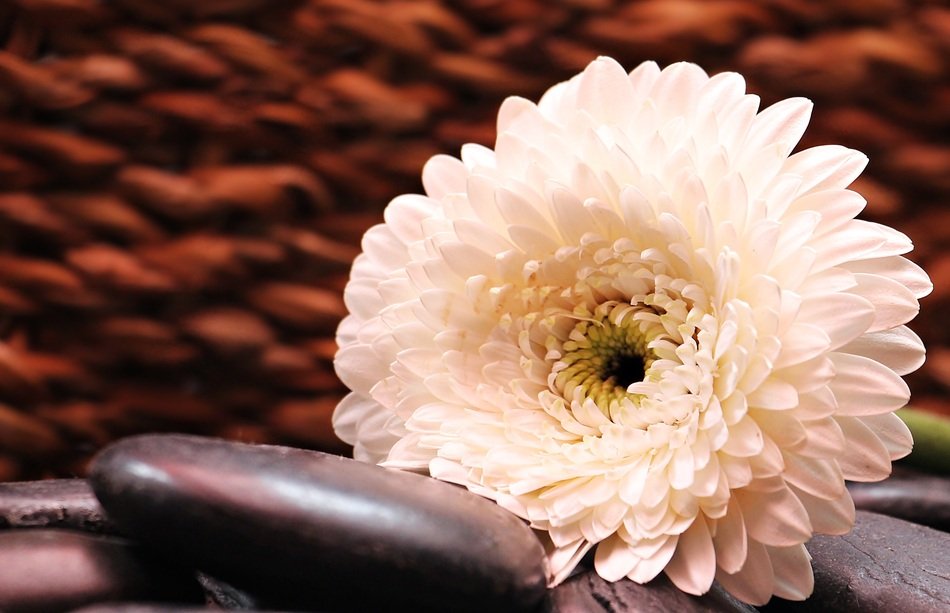 black stone near the gerbera