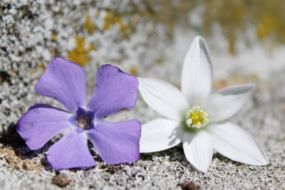 Flowers Purple White Background