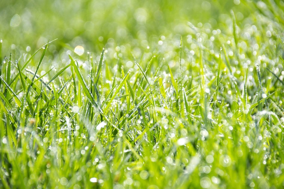 Grass Green The Freshness