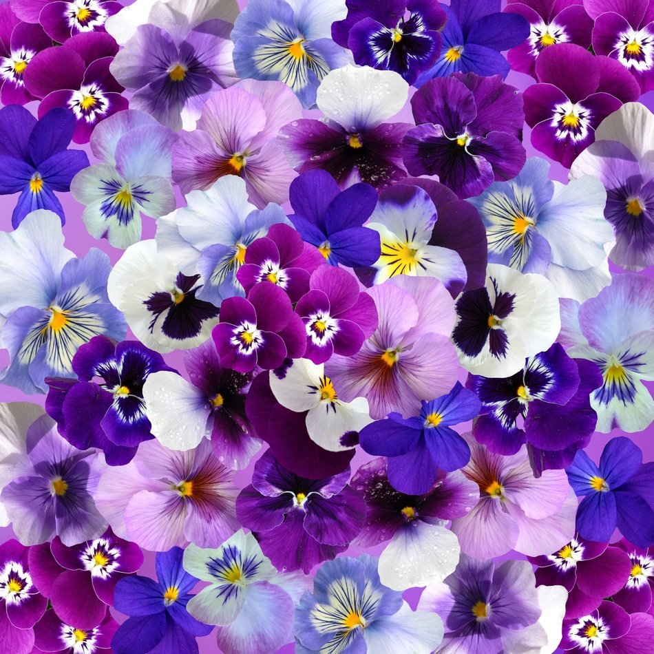 Graphic Background Pansy Easter