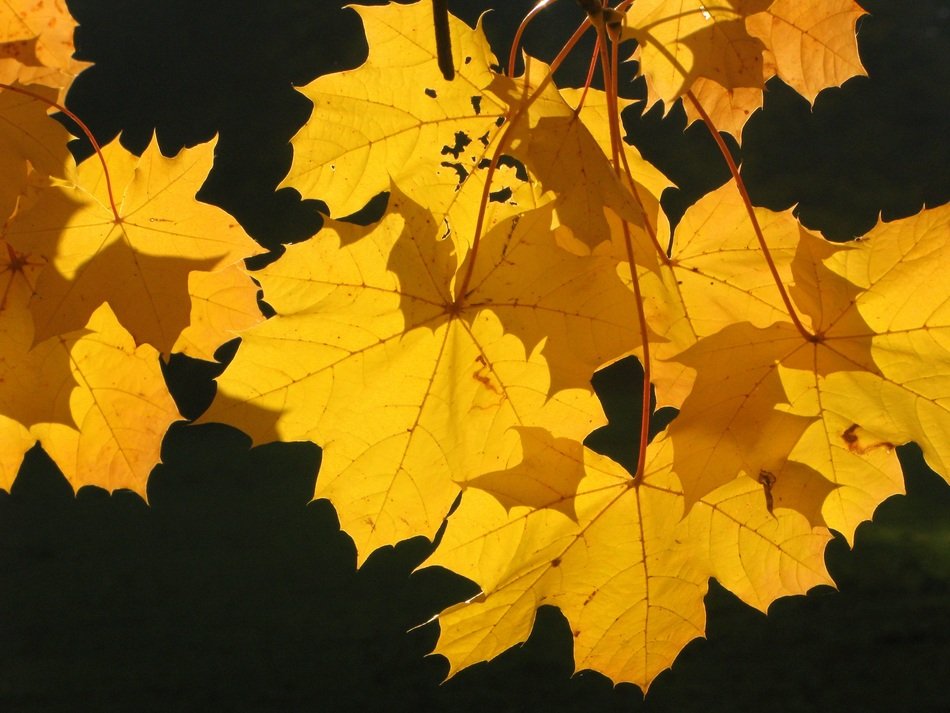 Leaves Autumn Light
