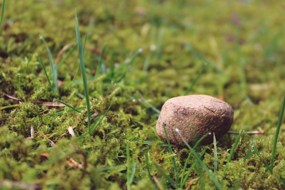 Stone Ground Mossy Meadow