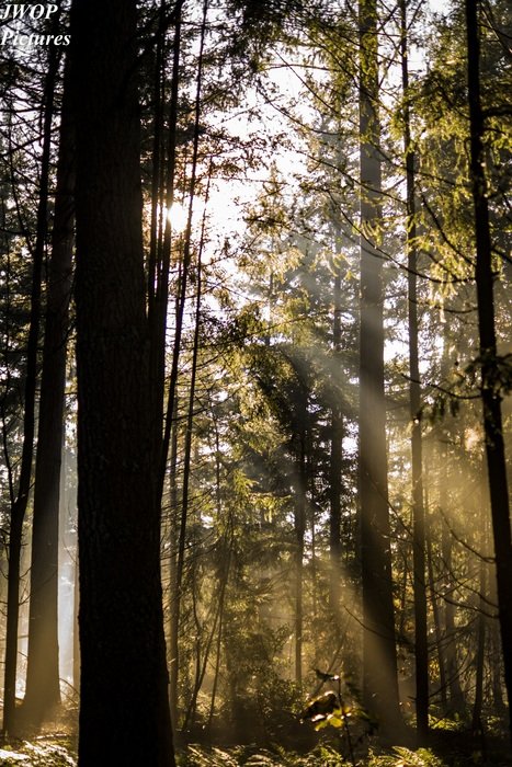 Forest Light Autumn Mystical