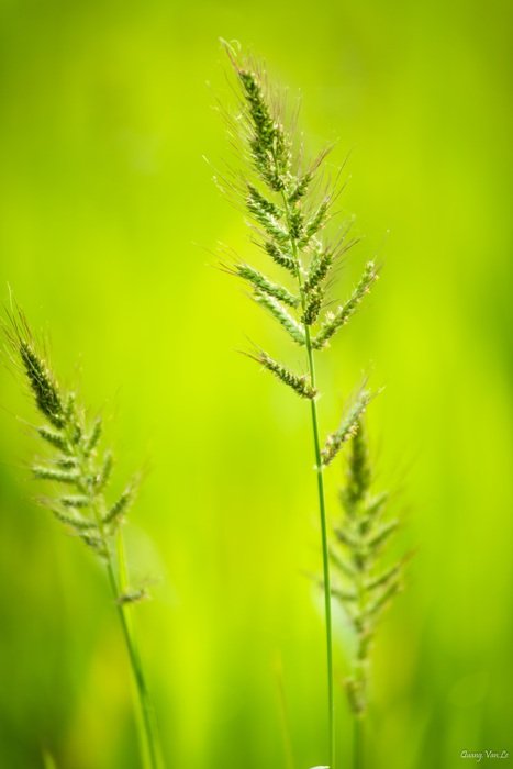 grass on green background