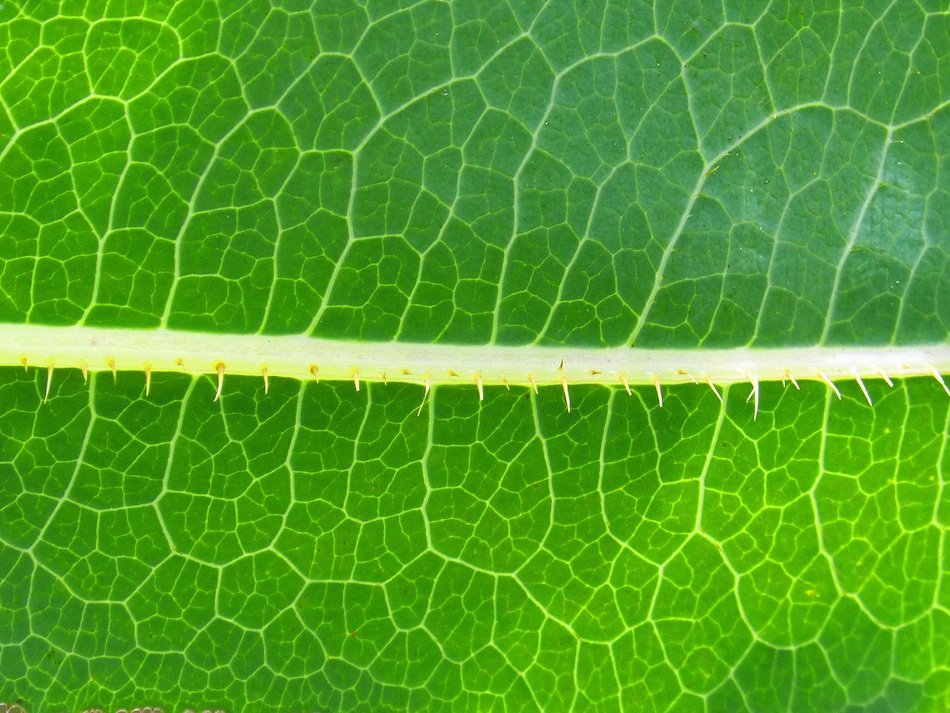 Leaf Background Trasluz