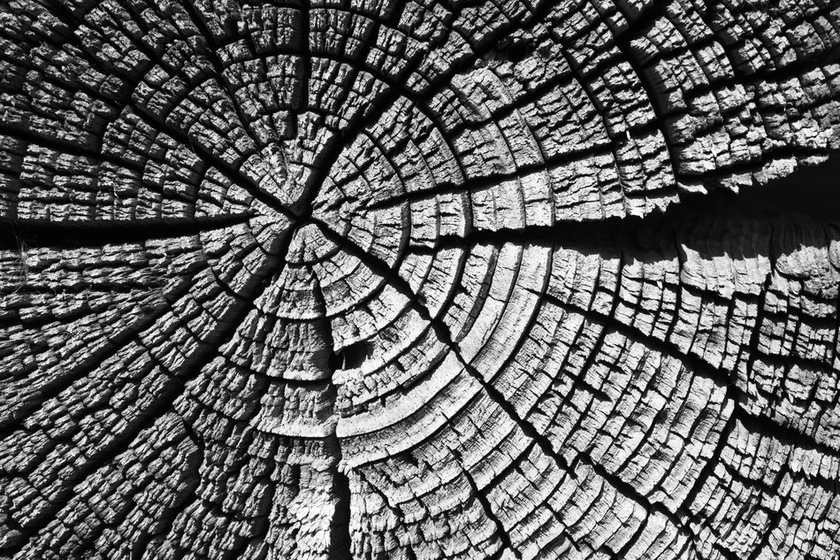 wooden section in black and white