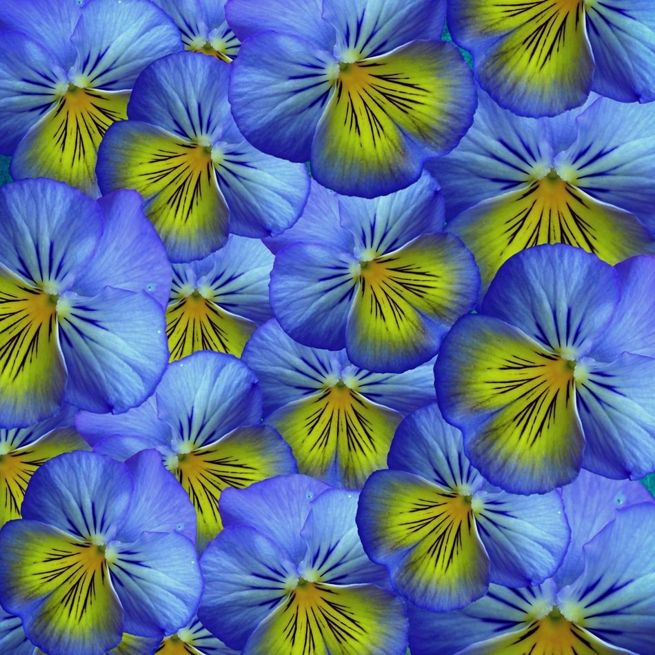 Flowers Pansy Background Purple