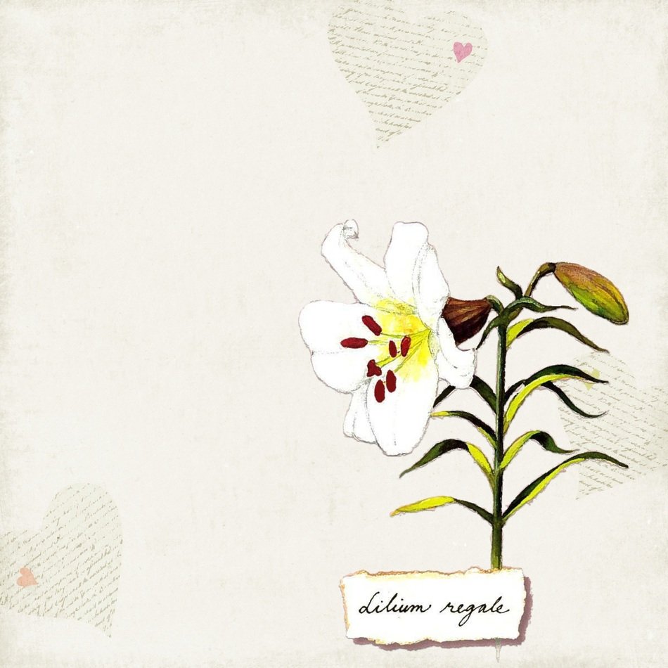 Flower Background Yellow Lily