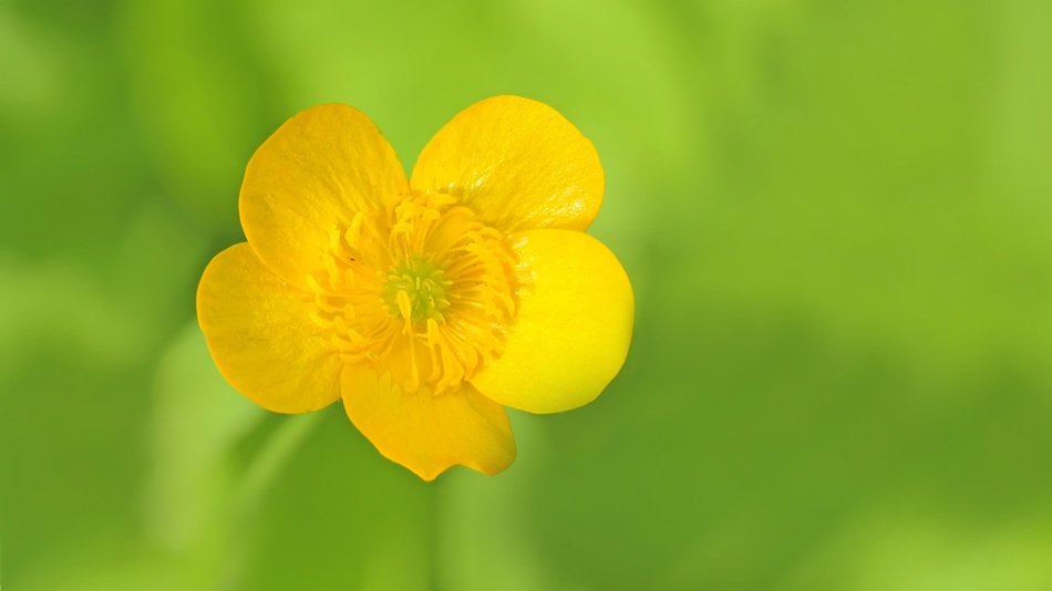 Little Buttercup In The Forest