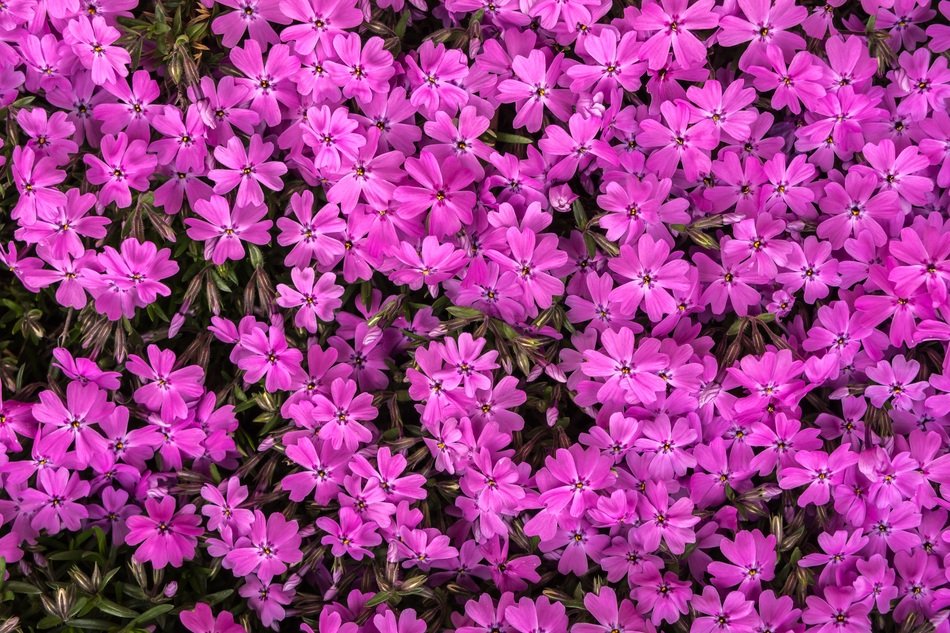 Flowers Flower Grass Pink Behold