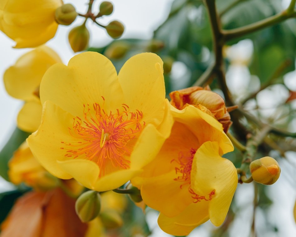 bright yellow flower on the plant