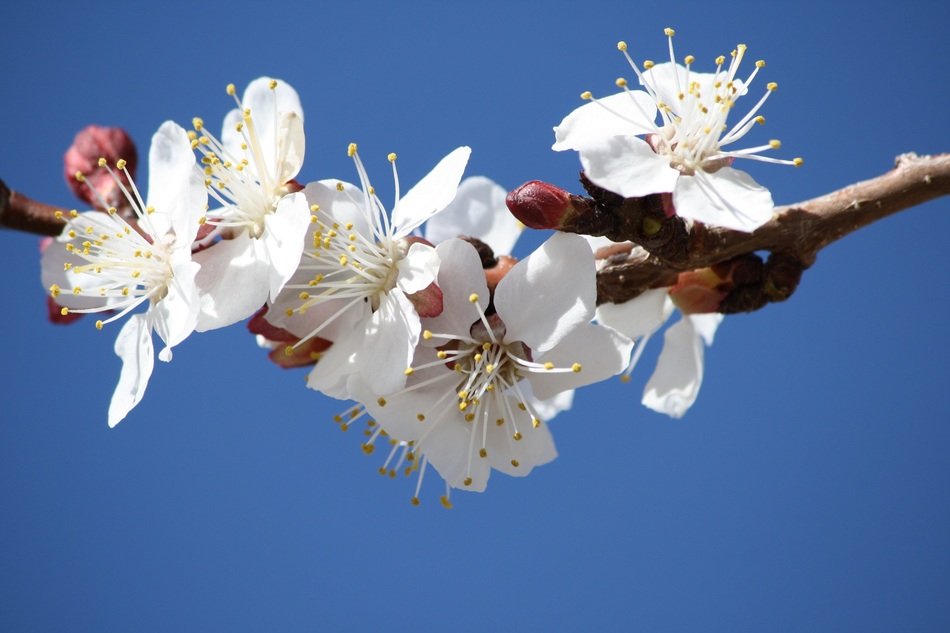 White Flowers Blue Sky Spring