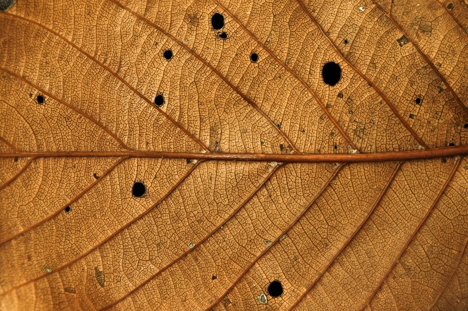 Leaves Autumn The Leaves Brown