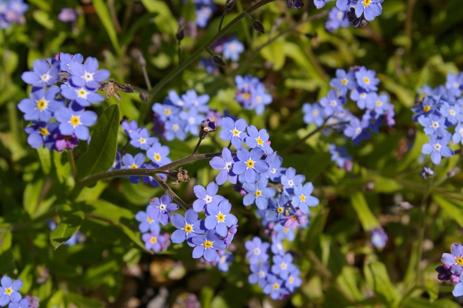 background with spring flowers