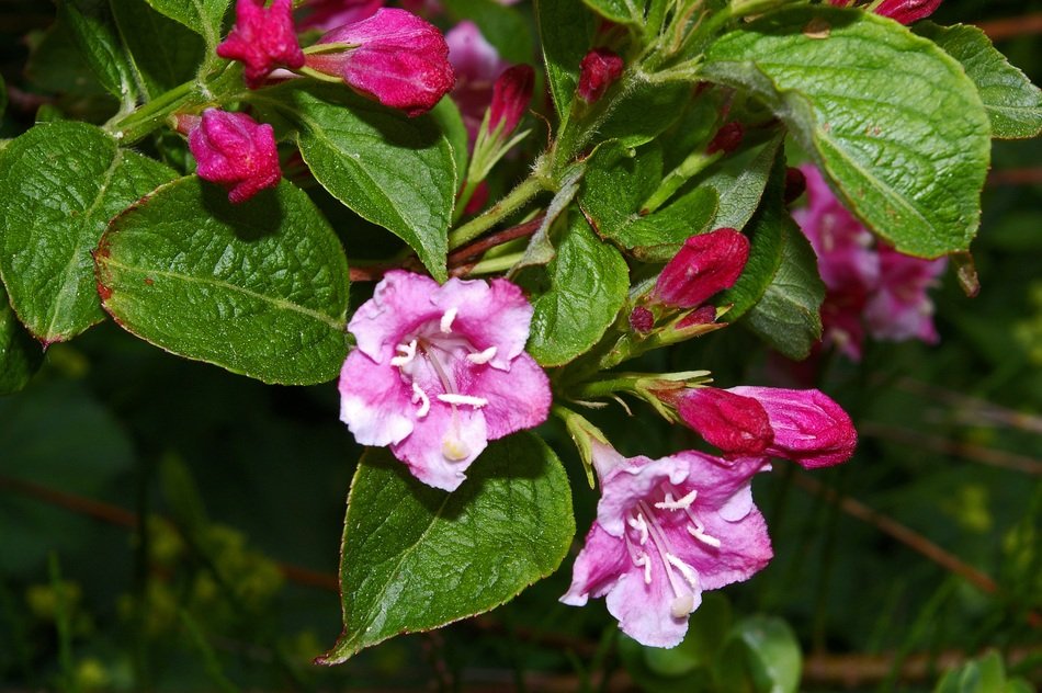 Weigela Bush Flowering Shrub