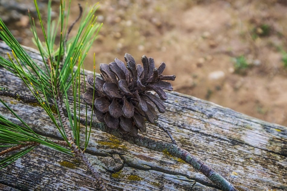 Pineapple Dried Pineapple Nature