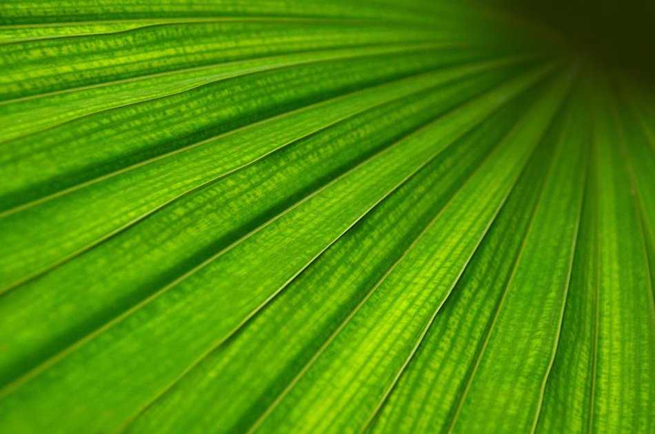 Sheet Green Structure Detail