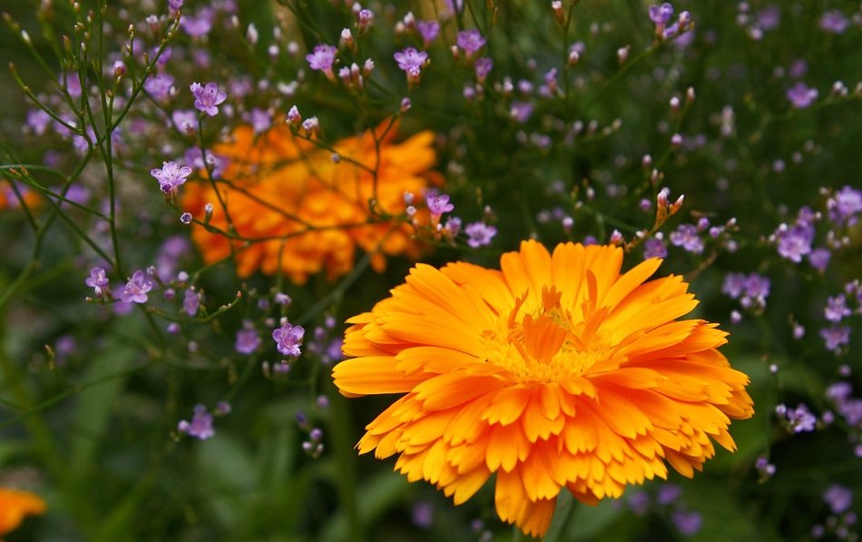Marigold Beach Lilac