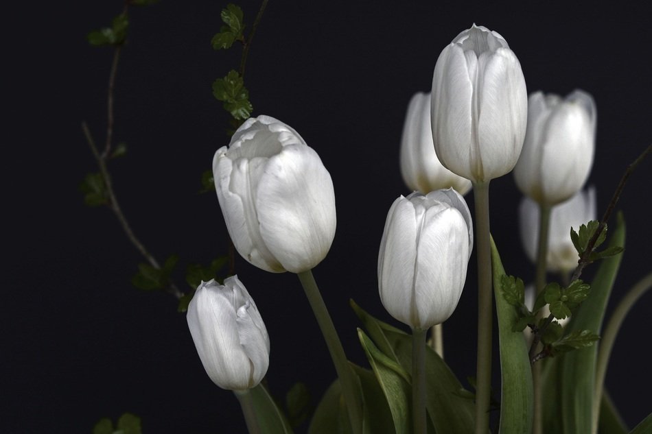 bouquet of white tulips on a black background