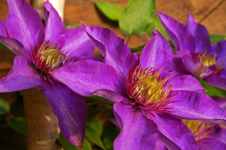 Clematis Clematis Flower Petals