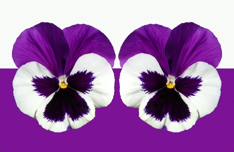 Pansy Violet Purple Light
