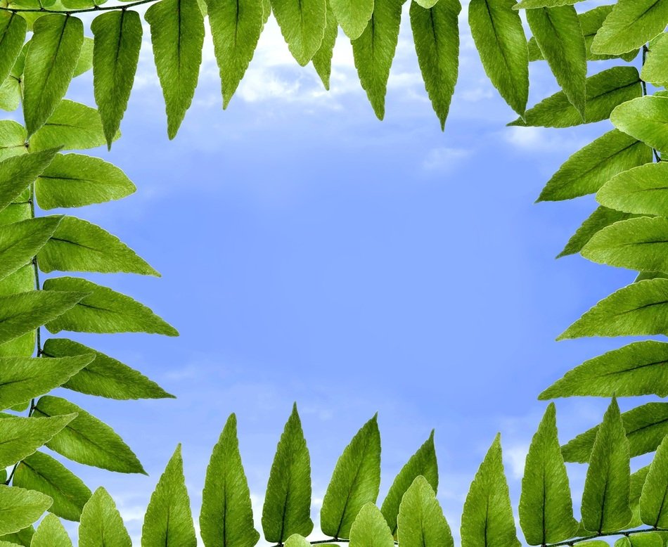 Foliage Polypody Sky Blue Cloud