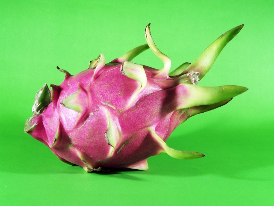 dragon fruit on green background