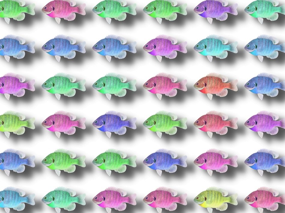 Fish Background Sea Ocean