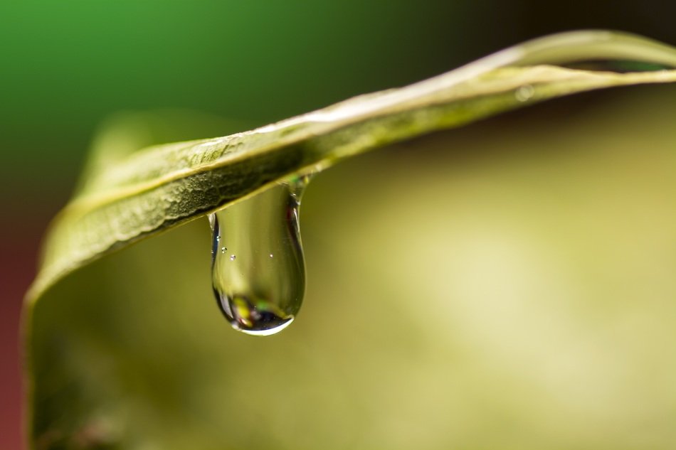 Drop Water Green Water Drop