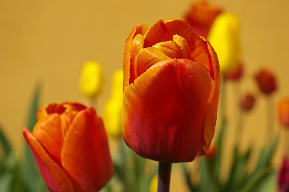 Tulips Flowers Spring Plant