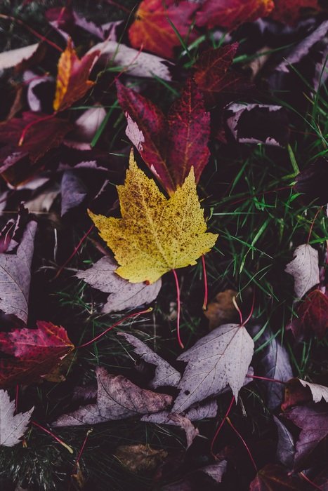 Leaves Autumn Background Autumn