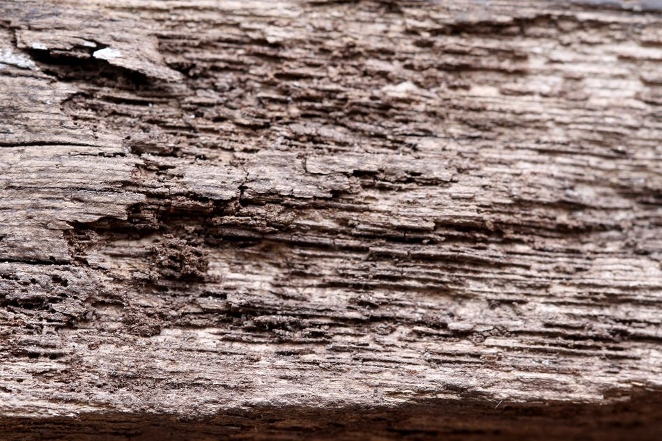 Wood Texture Grain Wood Texture