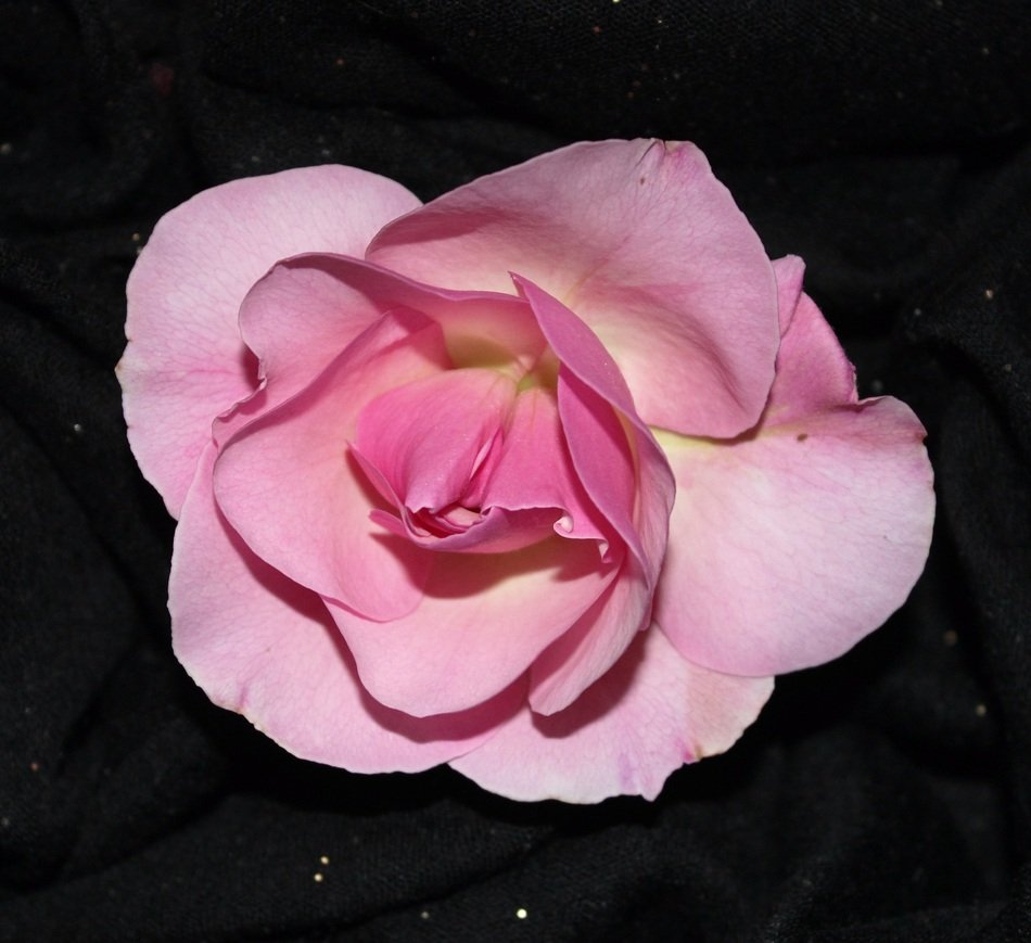Sant Jordi Rosa Pink Background