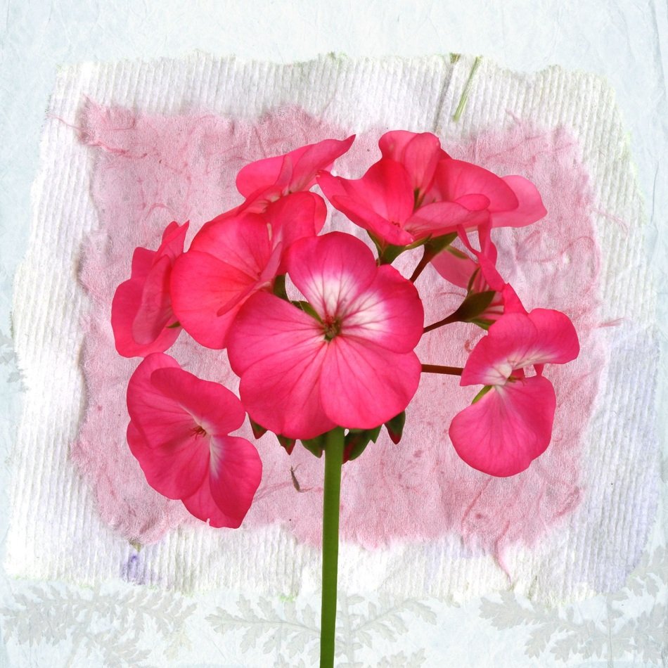Vintage Background Flower Pink