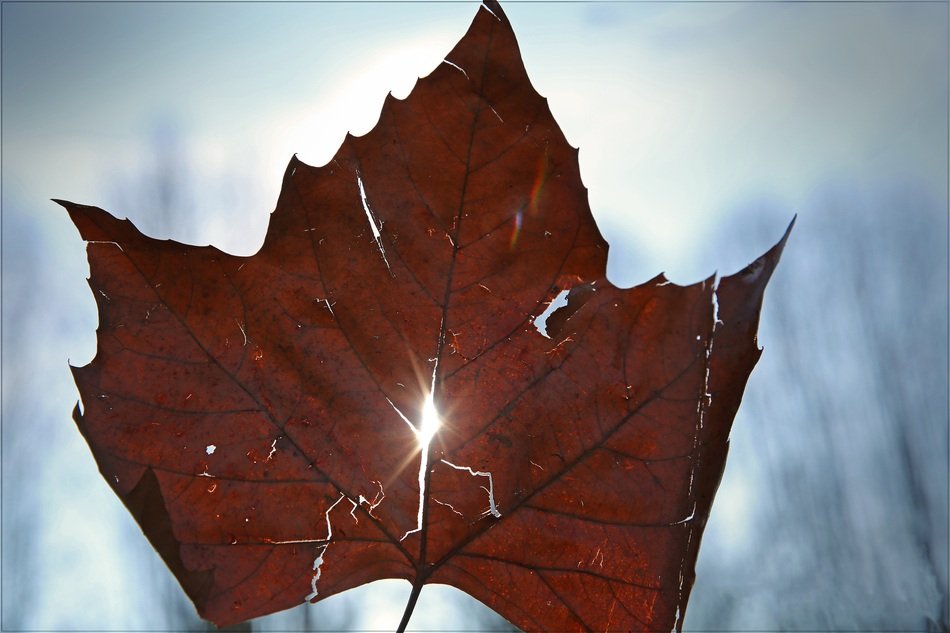 Leaf Light Sky Leaves Sun