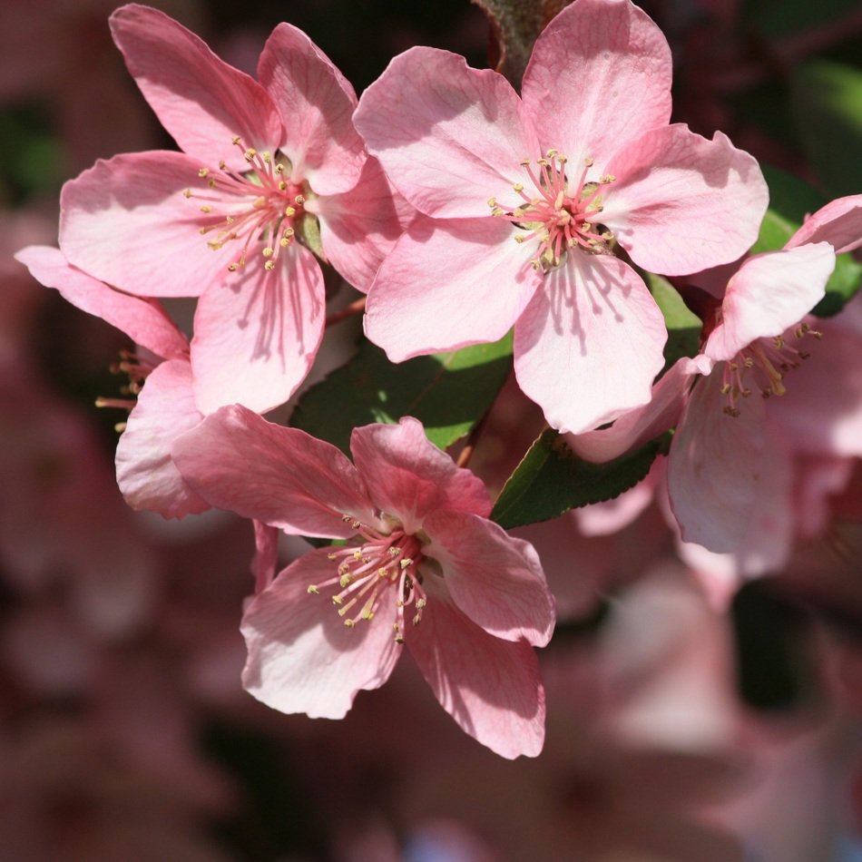 background with spring pink flowers