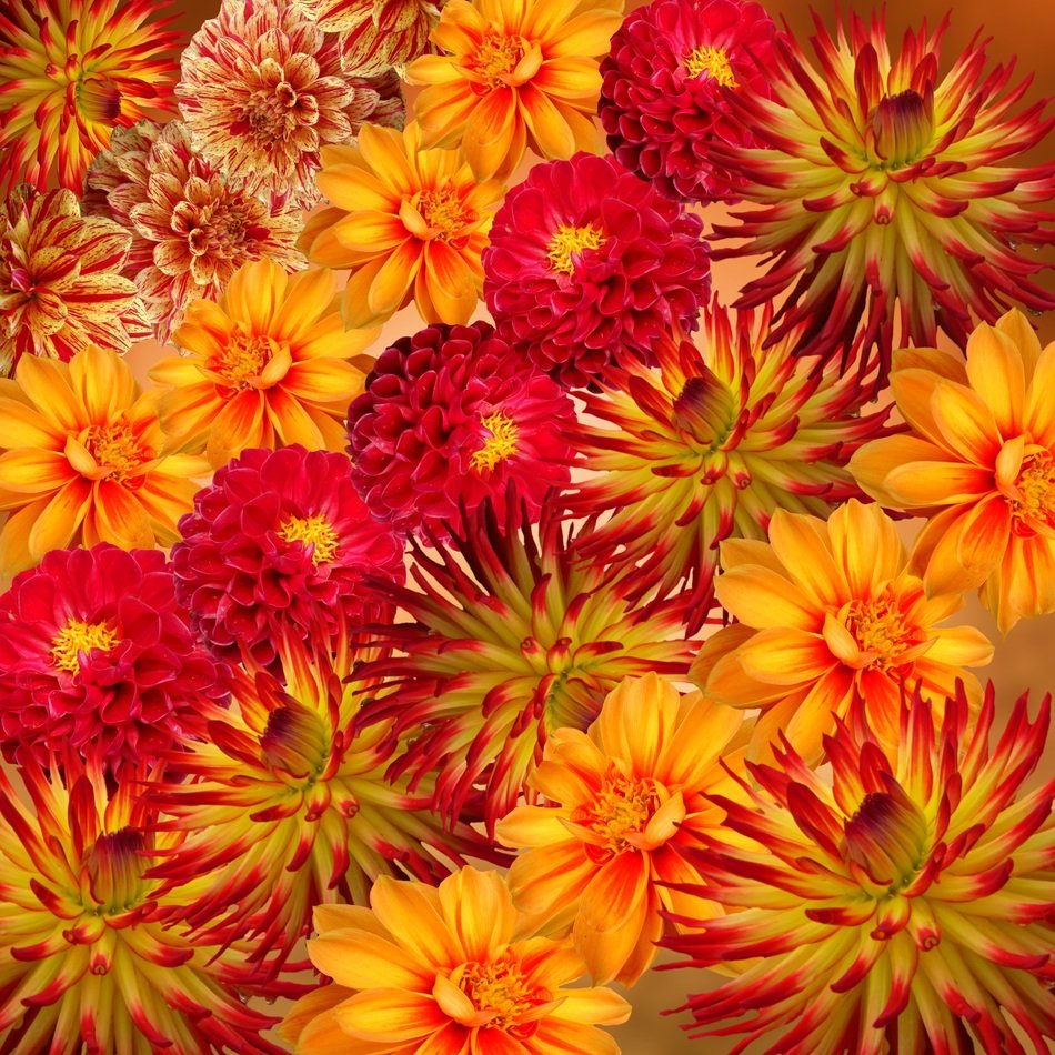 Dahlias Autumn Flower Sunny