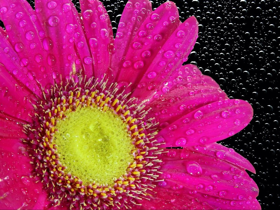 wallpaper with magenta chrysanthemum