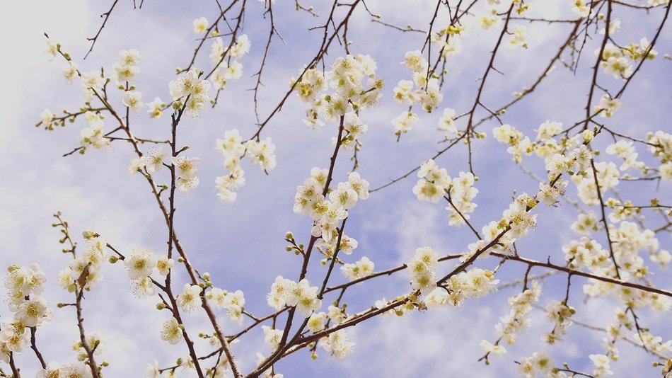 Plum Blossom Blue Day Sky Spring