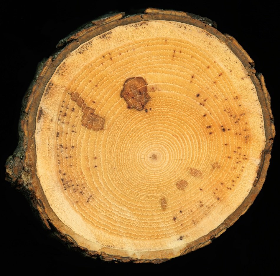 Slice Of Wood Lumber Slice Cut