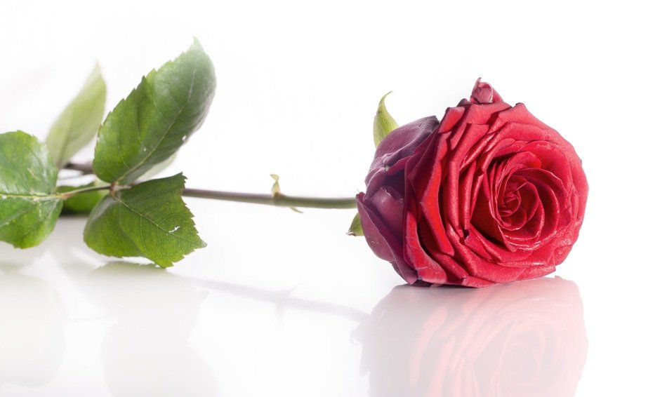 Rose Flower Red White Background