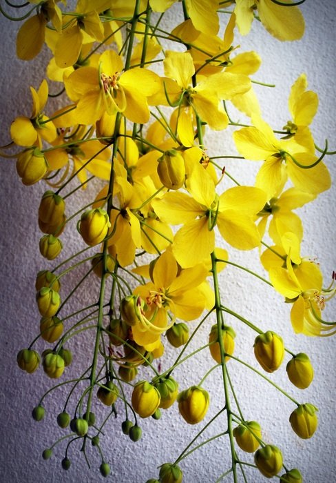 yellow tiny flowers on the white background