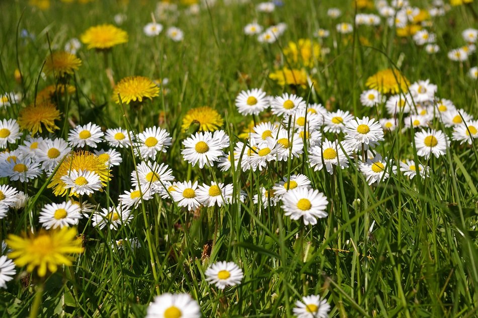 Spring Meadow Meadow Spring