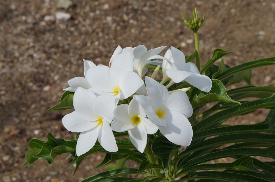 Flower White Plant Garden