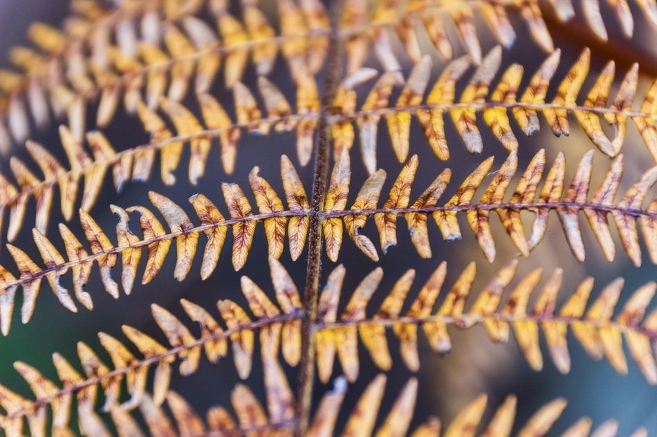 Fern Close Up Forest Plant