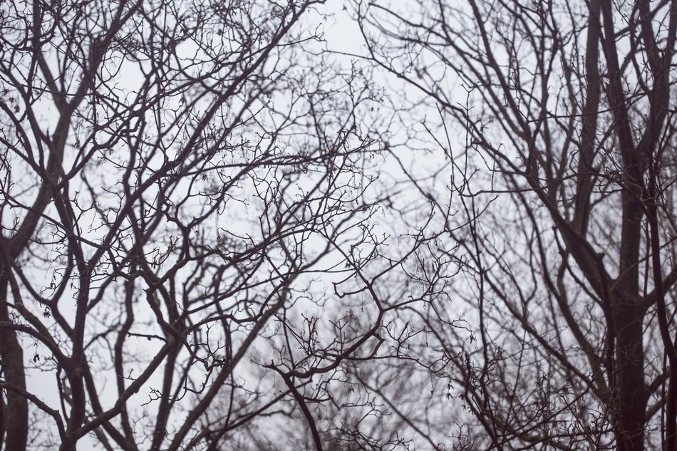Trees Texture Winter