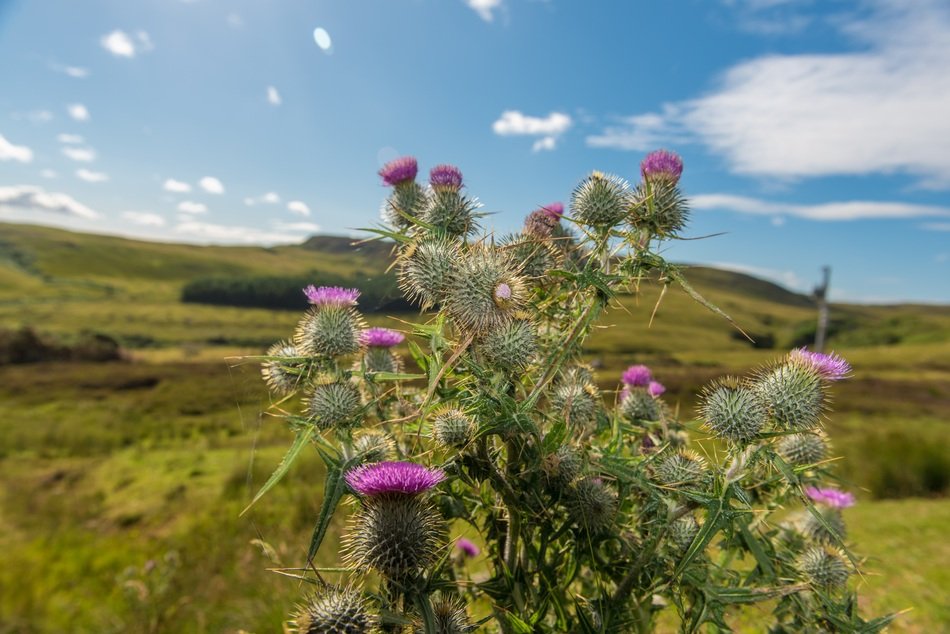 Thistle Blue Background Plant