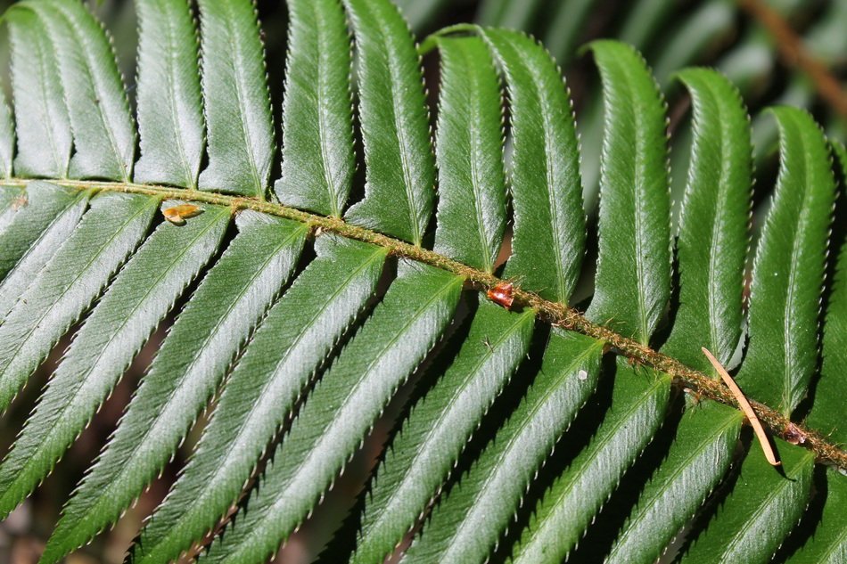 Fern Forest Forest Background