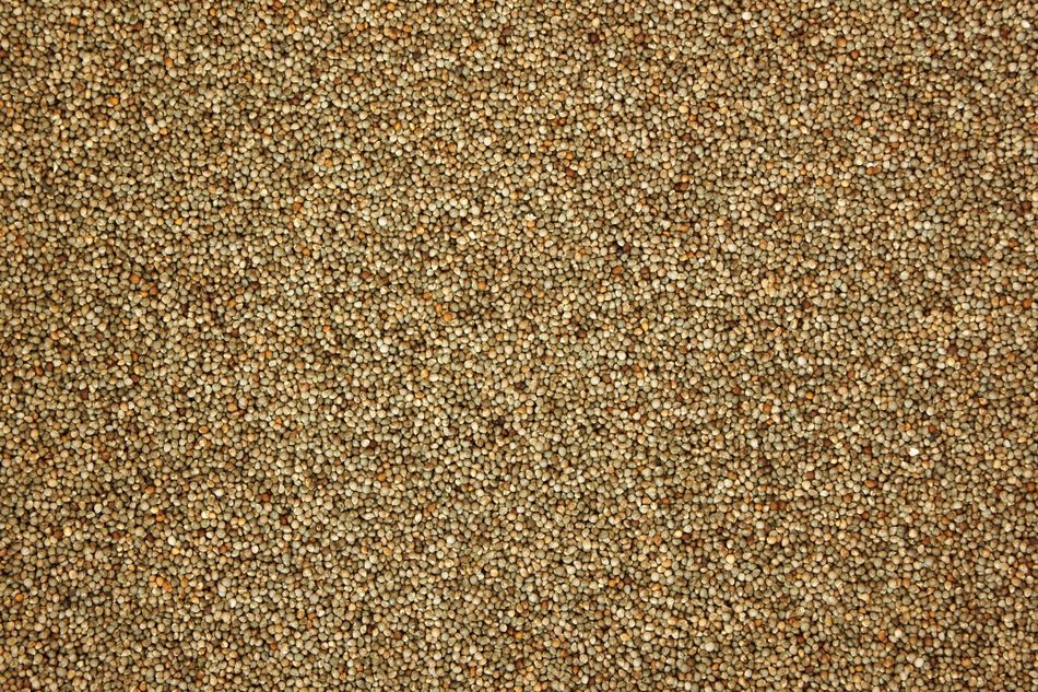 Perilla Pattern Texture Nature