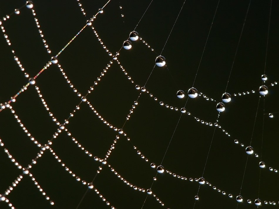 Spider Web Dew Drops Droplets